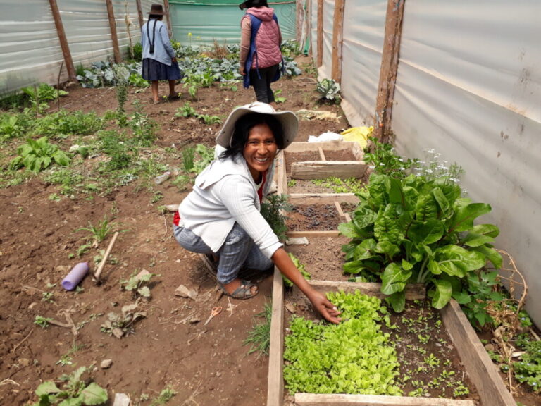 María Antonieta Tito, a farmer from the Andes highlands village of Secsencalla in the southern Peruvian department of Cuzco, shows her seedbeds of lettuce and celery plants. In March 2022 she began learning agroecological practices and is happy with the results that have allowed her to improve the quality of her family's nutrition while generating her own income from the sale of vegetables at the local market. CREDIT: Mariela Jara/IPS - Lourdes Barreto says that as an agroecological small farmer she has improved her life and that of Mother Earth. Her story highlights the difficulties that rural women face on a daily basis, and their ability to struggle to overcome them